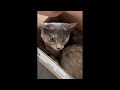 New Funny Cats and Dogs Videos🐱🐶 - Funny Animal Videos 2024 🤣