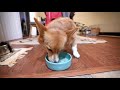 A Day in the Life of a Corgi Software Engineer