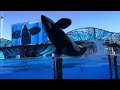 Abbey’s first Orca encounter