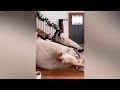 Cute and Funny Pet Moments Caught on Camera 😆🐱 Funny Animal Moments 🐶😹