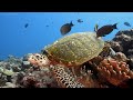 3 HOURS of 4K Underwater Wonders + Relaxing Music - The Best 4K Sea Animals for Relaxation