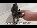 入院前日にごはん抜きにされた子猫が怒ってこうなっちゃいました…