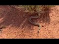 Rattlesnake Release