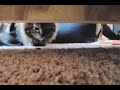 Kitten catches her first moth