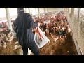 Inside poultry Farm make million giant Chicken feet breed every year