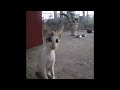 🐈😹 Best Cats Videos 😆😘 Funny Animal Moments 2024 # 20