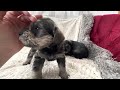 🐶 Chase and Cass the Mini Schnauzer puppies love giving puppy kisses