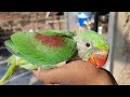 तोते के बच्चे की देखभाल कैसे करे || Baby Parrot Care & Handling || in Hindi !!