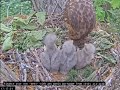 Hawk nest In Wake Forest - Jastrzębie -Karmienia trojaczków 🐥🌹🍀🐥🌹🍀🐥🌹🍀 30/04/2024