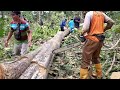 incredible, Cutting down super quality teak tree - STIHL MS 881 chainsaw