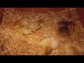 Shhhhh 🤫 take a peek at freshly hatched Swedish Flower Hen chicks 🐥 snoozing.