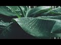 Soothing Rain Sounds Sleeping Music 10 Hours | Reduce Stress, Sleep Fast, Calm, Relax, Baby Lullaby