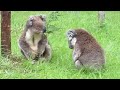 Koala fight