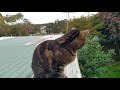 Cat on roof