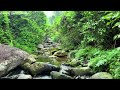 Relaxing Water Sounds, Wild Birds in Nature, Natural Sounds for Relaxation, Study, Sleep, Meditation