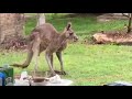 Approach of giant kangaroo!