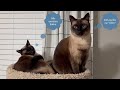 Siamese Kitties - Sokka and Suki Go Fishing