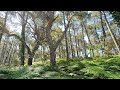 Vidéo Ambiance Sons de la Forêt - Relaxante, Calme, Détente, Sommeil, Anti-Stress & Concentration 4K
