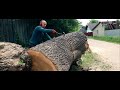 Logs to Lumber: 200 YEAR OLD TREE. Alaskan Chainsaw Milling