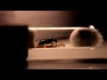 how to feed an ant queen in a test tube