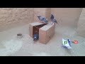 Hunting pigeons and birds with normal cardboard / a new and powerful method 😂😎