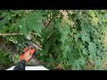My New Favorite Top Handle Chainsaw! 39cc Chainsaw Review!