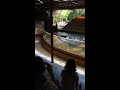 Crocodile show in Thailand