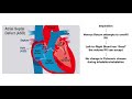Heart Sounds (Murmurs and Splitting)