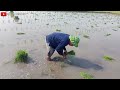 Bapak bapak lagi tandur padi di sawah