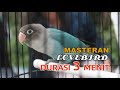 MASTERAN LOVEBIRD 3 MENIT   DURASI 2 JAM