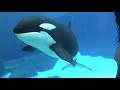 Orca Family Playing with Crowd