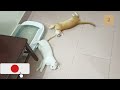 Funny cat's video - 2024🔥🔥🔥 | বিড়াল ছানার মারামারি | বাংলাদেশি বিড়াল
