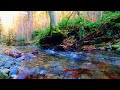 Nature sounds relaxing music 🐦 relaxing music for stress relief 🎶 forest sounds 🏞️