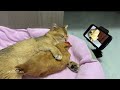 A cat's whole life.The life of a chicken.Cats and chickens watch their growth record videos together