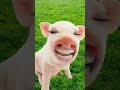 Little piggy!