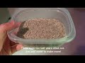 How to raise triops: Day 0 and beyond [additional tips in description]