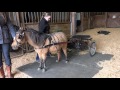 How To Harness A Miniature Horse