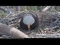 04-15-19 Big Bear Lake eagles; Shadow sees baby #2 for the first time.