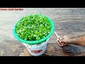Grow coriander at home in water धनिया उगाने का सबसे आसान तरीका coriander in hydroponics
