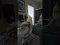 silly.birb