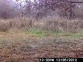 derek's deer2