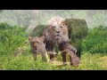 ADVENTURES IN THE FOREST 4K HDR | with Cinematic Sound (Colorful Animal Life)