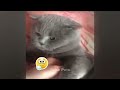 Top 10 Funniest Cat Reactions You Have to See 🐈❤️ Funniest Animals 2024 🐈