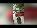Unboxing Fruit Plants from KPS Nursery | Air layered Watter apple | Grapes | Lemon #unboxingvideo