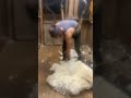 Left-hand Shearing Demonstration @ Little Swanport, Tasmania