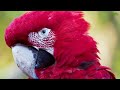African Animals 4K: Kissama National Park - Scenic Wildlife Film With Real Sounds & Meditation music