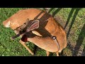 Whitetail Deer Bucks @ The Hillbilly Hoarder