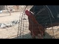 Fighter Rooster |اصیل مرغا