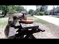 IRL Squirrel Dine And Dash