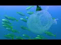 Bajo el Mar Rojo 4K - Hermosos Peces de Arrecife de Coral - Animales Marinos Para Relajarse #5